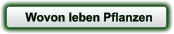 Wovon leben Pflanzen